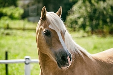 afbeelding paard